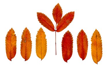 Beyaz arkaplanda sonbahar yaprakları