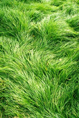 gür yeşil çim arka plan