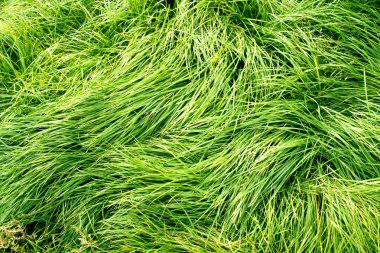 gür yeşil çim arka plan