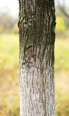 la hierba sobre un fondo negro