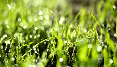 Su damlalı taze yeşil çimen