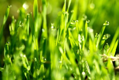Su damlalı taze yeşil çimen