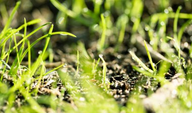 Su damlalı taze yeşil çimen
