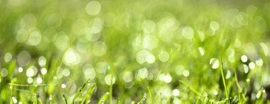 Su damlalı taze yeşil çimen