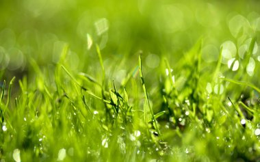 Su damlalı taze yeşil çimen