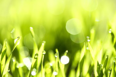 Su damlalı taze yeşil çimen