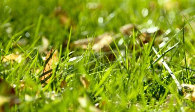 Mera bozkır inekleri