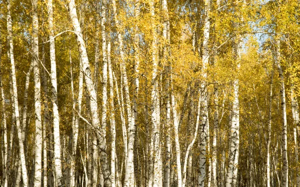 Sonbahar huş ağacı orman manzara — Stok fotoğraf