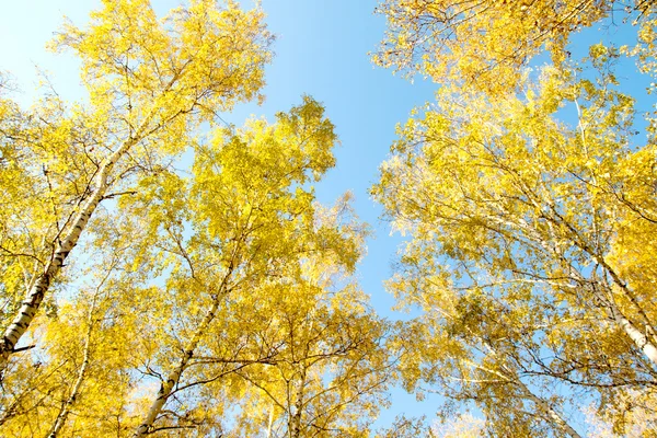 秋天桦树森林风景 — 图库照片