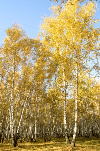 Herbst-Birkenwald-Landschaft — Stockfoto