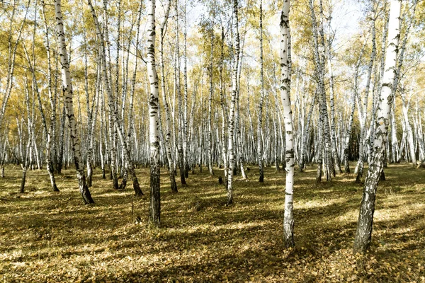 Herbst-Birkenwald-Landschaft — Stockfoto