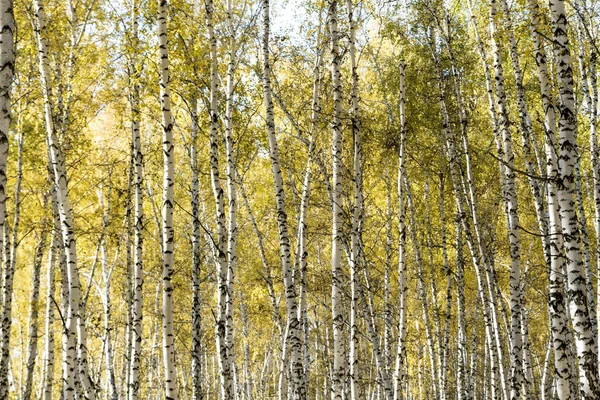 Podzimní krajina Les bříza — Stock fotografie