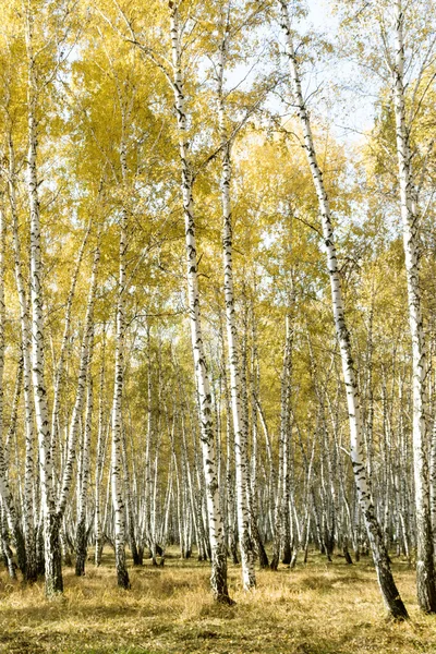 Höstlandskap Björk skog — Stockfoto