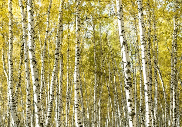 Sonbahar huş ağacı orman manzara — Stok fotoğraf