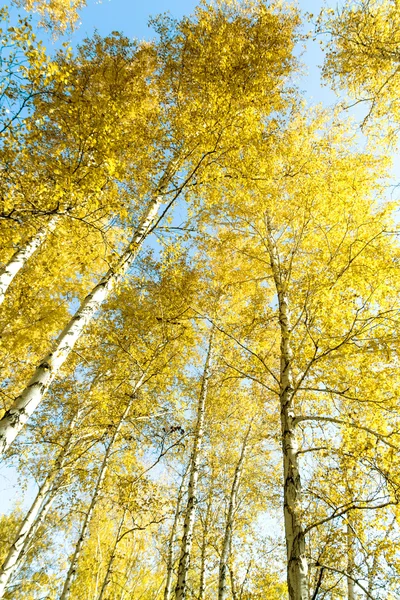 秋の白樺の森風景 — ストック写真