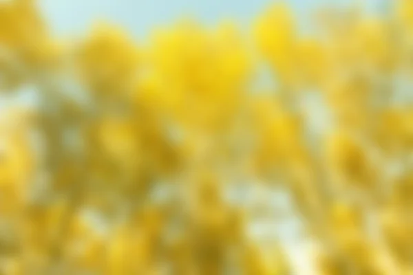 Sfondo giallo sfocato — Foto Stock
