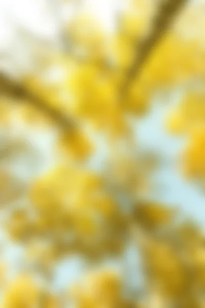 blurred yellow background