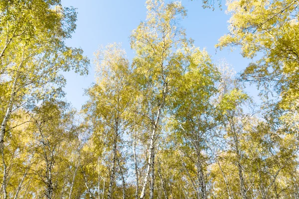 Herbst-Birkenwald-Landschaft — Stockfoto