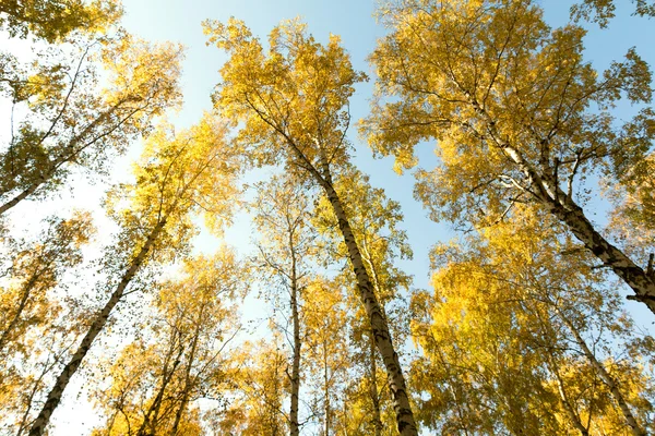 秋の白樺の森風景 — ストック写真