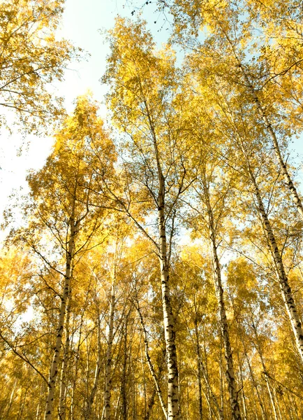 秋の白樺の森風景 — ストック写真