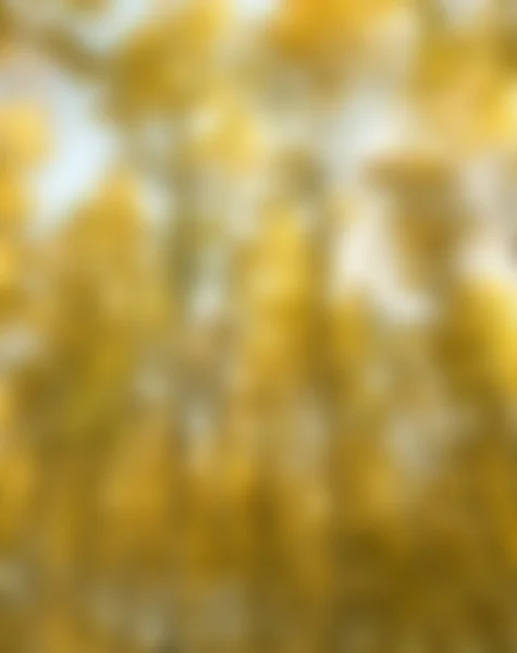 blurred yellow background