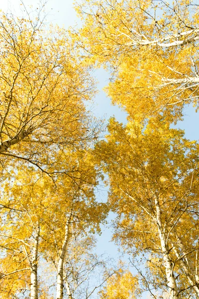 Autumn birch forest landscape — Stock Photo, Image