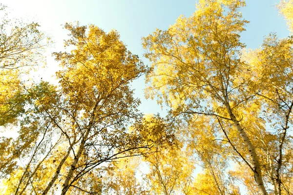 Autumn birch forest landscape — Stock Photo, Image