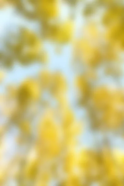 Rozmazané pozadí žluté — Stock fotografie