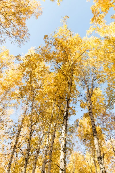 Outono vidoeiro paisagem florestal — Fotografia de Stock