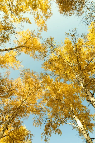 秋の白樺の森風景 — ストック写真