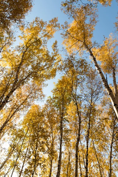 Autumn birch forest landscape — Stock Photo, Image