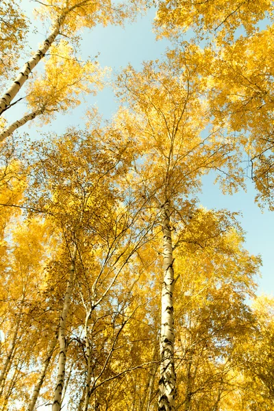 秋の白樺の森風景 — ストック写真