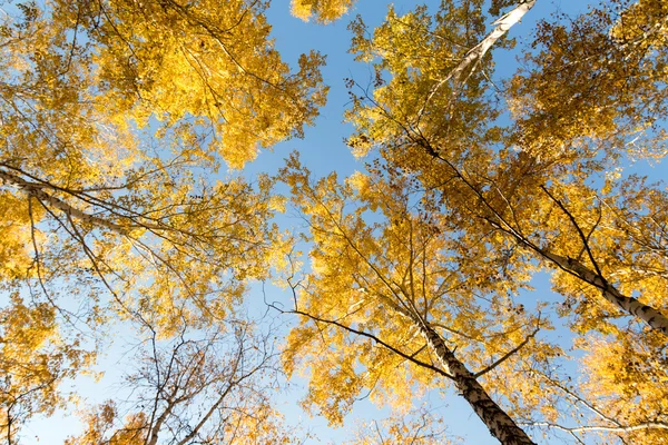 秋の白樺の森風景 — ストック写真