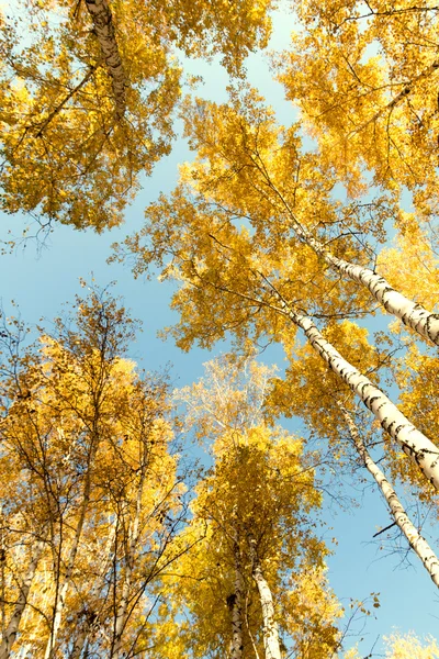 Outono vidoeiro paisagem florestal — Fotografia de Stock