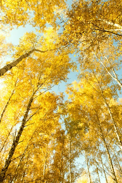 秋の白樺の森風景 — ストック写真