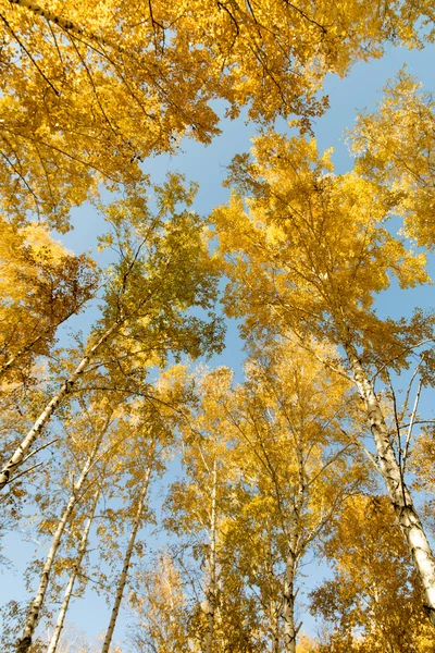 Outono vidoeiro paisagem florestal — Fotografia de Stock