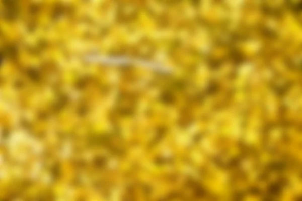Homályos sárga háttérrel — Stock Fotó