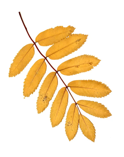 Podzimní listí na bílém pozadí — Stock fotografie