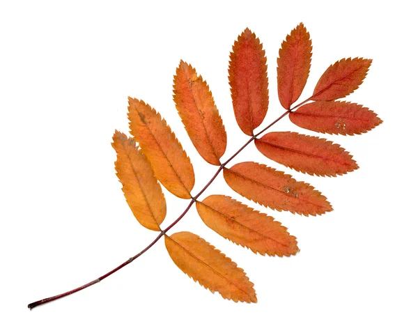 Folhas de outono em um fundo branco — Fotografia de Stock