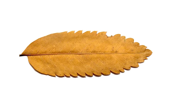 Autumn leaves on a white background — Stock Photo, Image