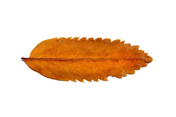 Осенние листья на белом фоне — стоковое фото