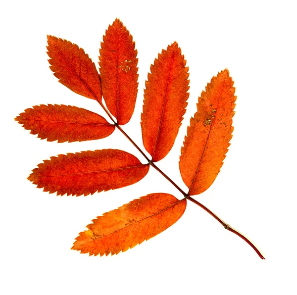 Autumn leaves on a white background — Stock Photo, Image