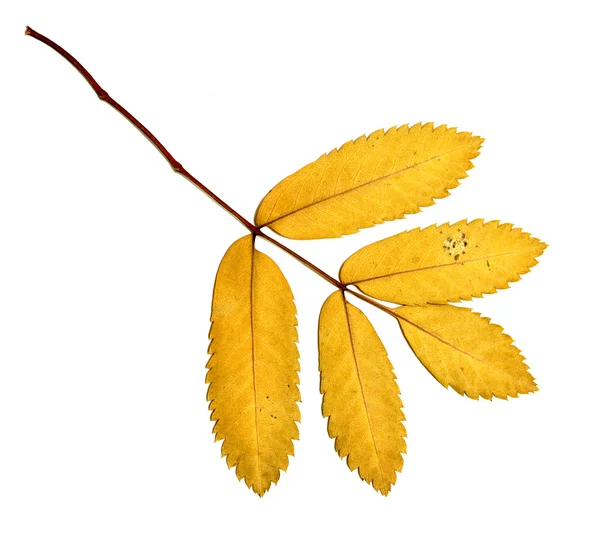 Autumn leaves on a white background — Stock Photo, Image