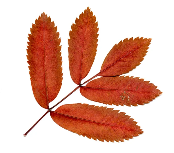 Herbstblätter auf weißem Hintergrund — Stockfoto