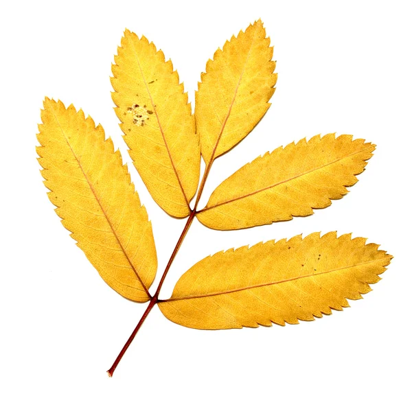 Podzimní listí na bílém pozadí — Stock fotografie