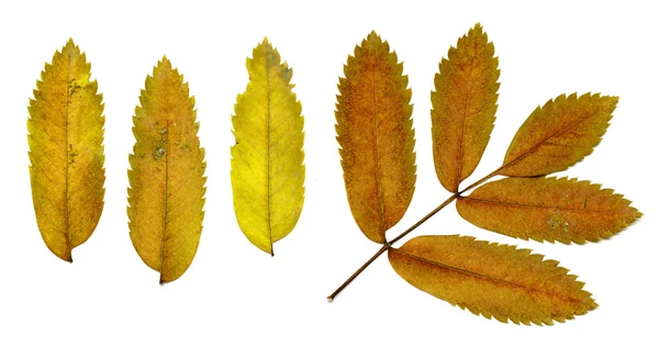 Autumn leaves on a white background — Stock Photo, Image