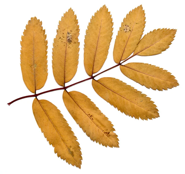 Autumn leaves on a white background — Stock Photo, Image