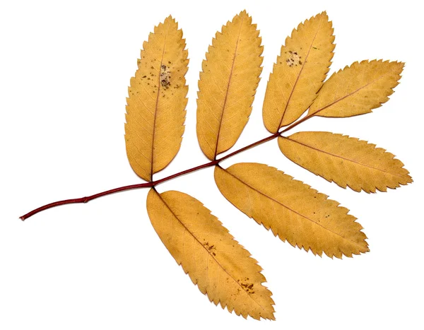 Autumn leaves on a white background — Stock Photo, Image