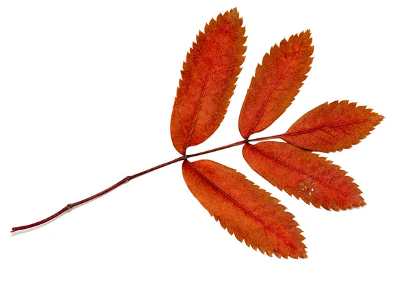 Folhas de outono em um fundo branco — Fotografia de Stock