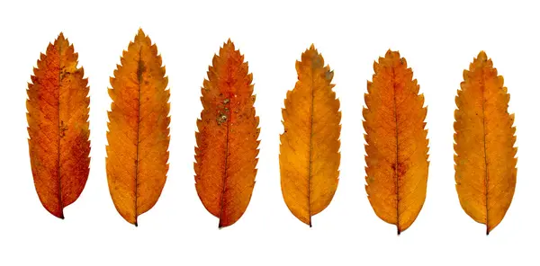 Herfst bladeren op een witte achtergrond — Stockfoto